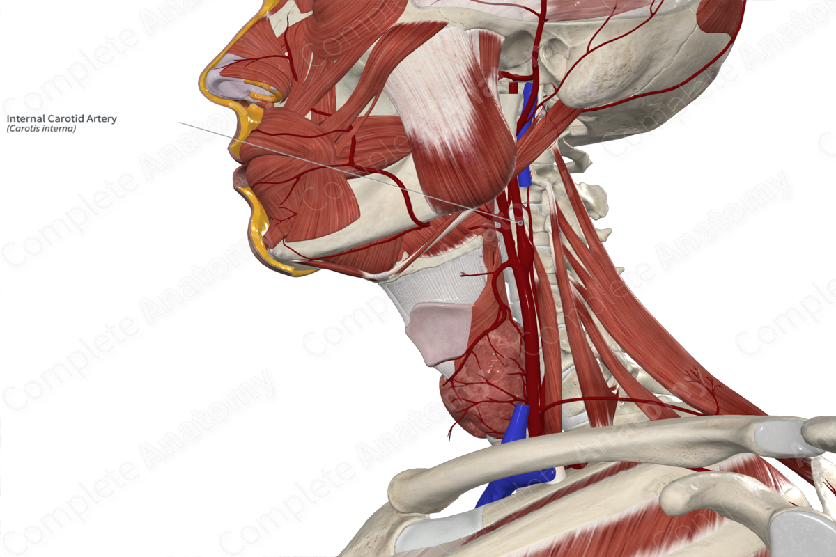 Internal Carotid Artery 