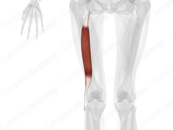 Biceps Femoris Muscle (Left)