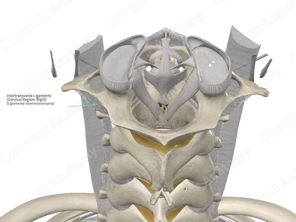 Intertransverse Ligaments (Cervical Region; Right)