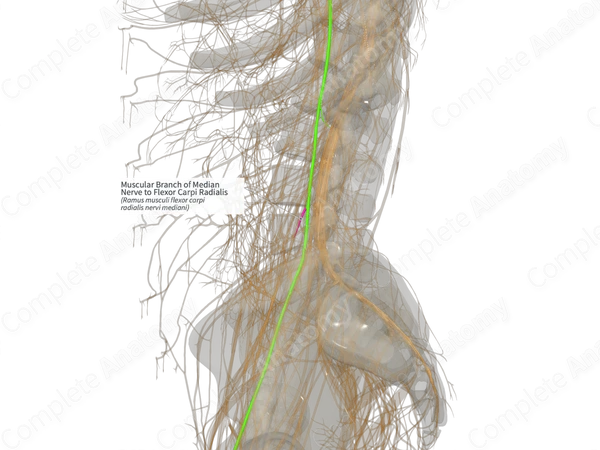 Muscular Branch of Median Nerve to Flexor Carpi Radialis (Left)