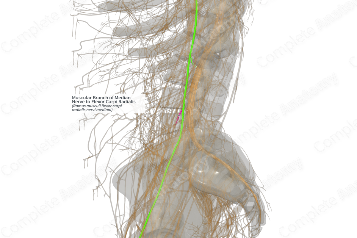 Muscular Branch of Median Nerve to Flexor Carpi Radialis (Left)