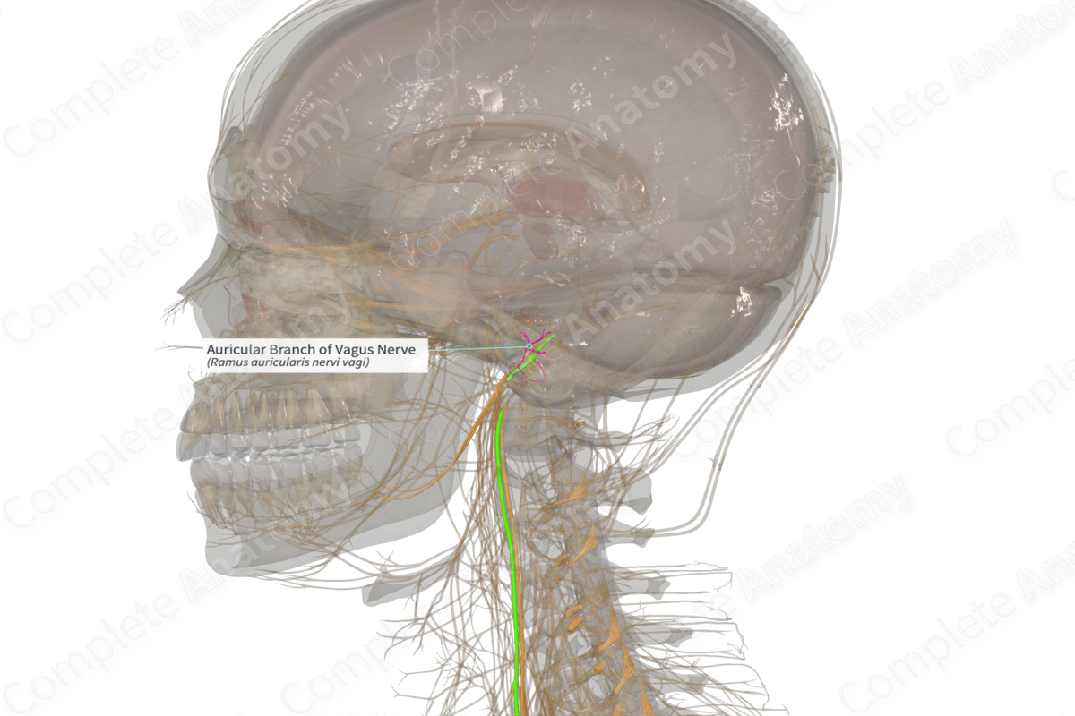 Auricular Branch of Vagus Nerve (Right)