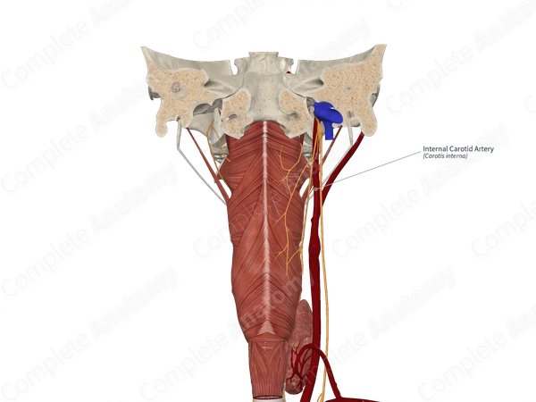 Internal Carotid Artery 