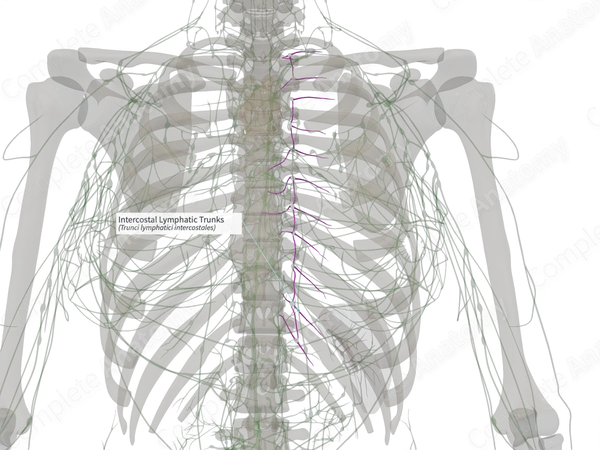 Intercostal Lymphatic Trunks (Right)
