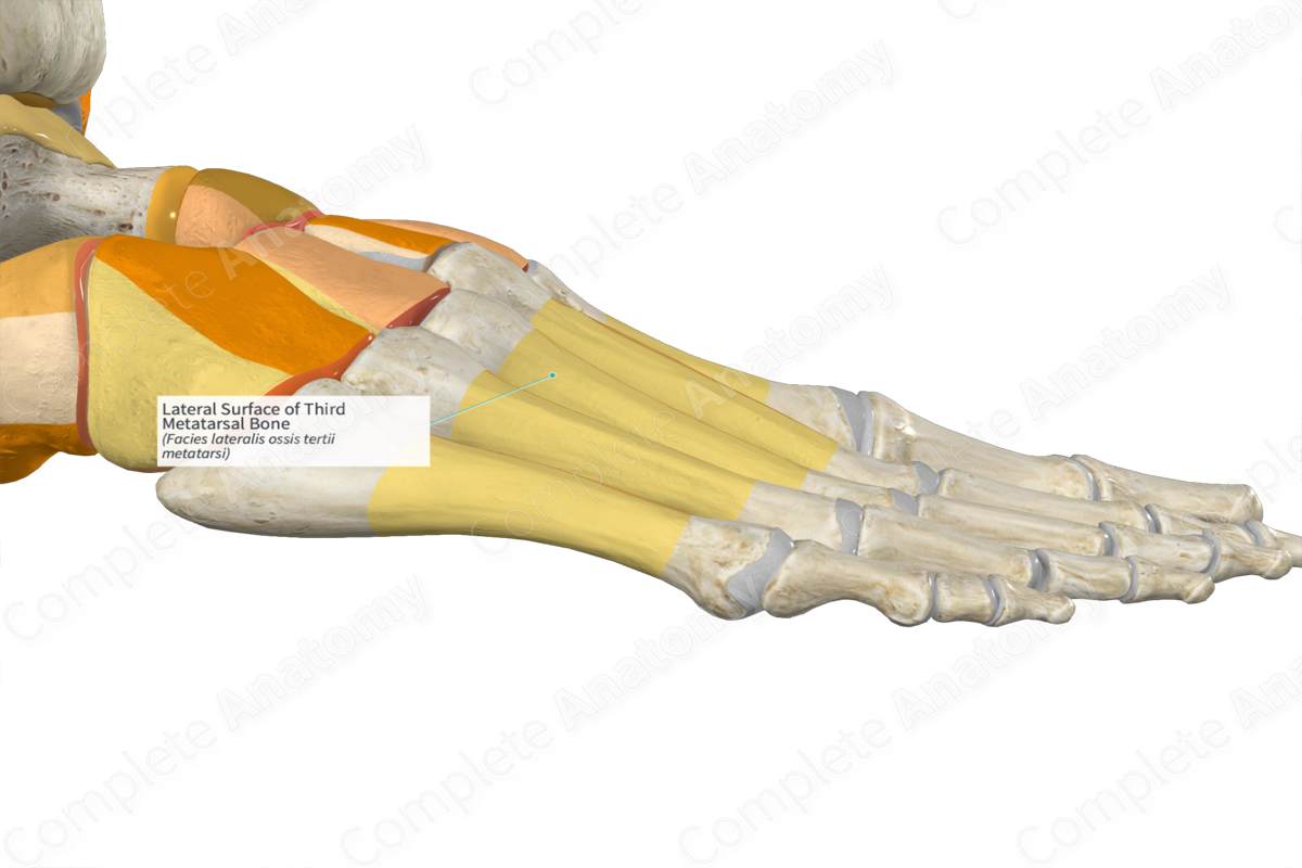 Lateral Surface of Third Metatarsal Bone