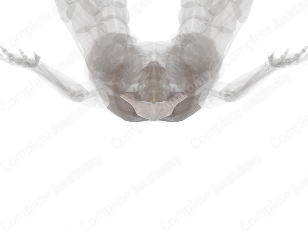 Fascia of Back