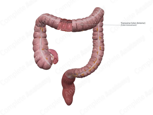 Transverse Colon (Anterior)