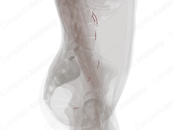 Arteries of Ureter (Left)