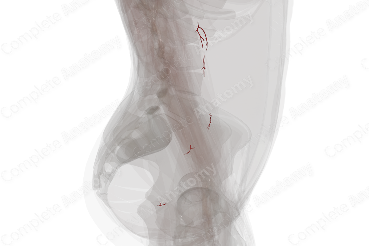 Arteries of Ureter (Left)