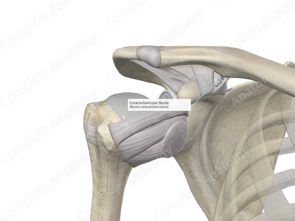 Coracoclavicular Bursa 
