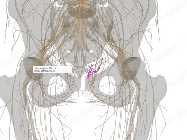 Uterovaginal Plexus (Right)