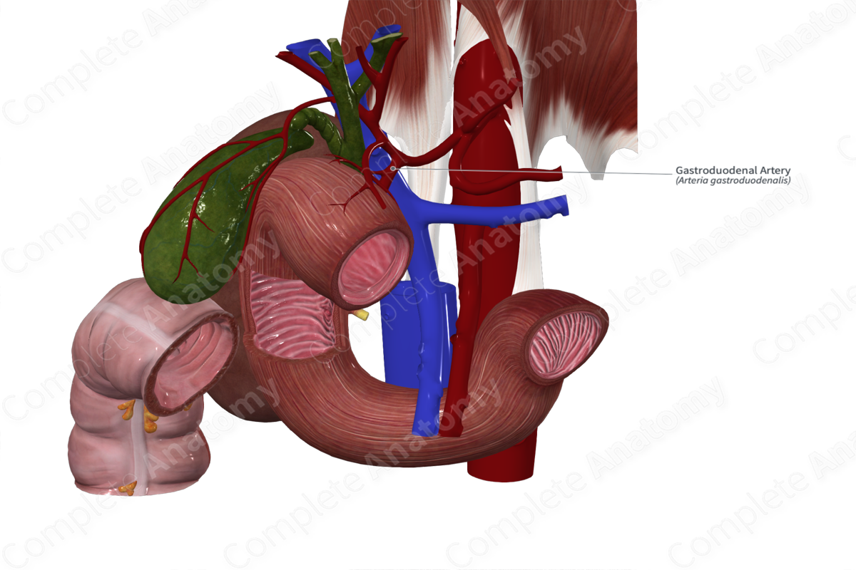 Gastroduodenal Artery