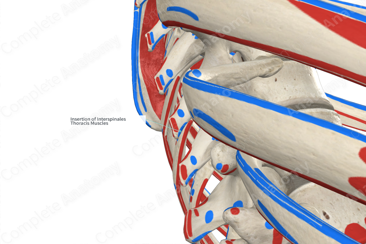 Insertion of Interspinales Thoracis Muscles