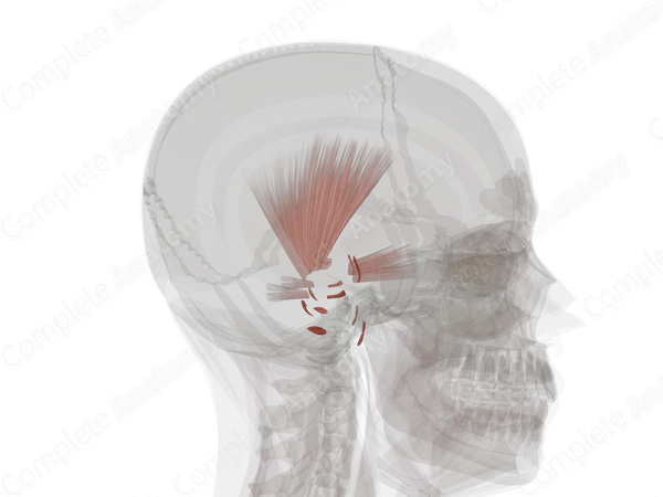 Auricular Muscles