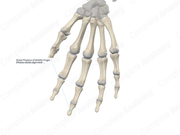 Distal Phalanx of Middle Finger 