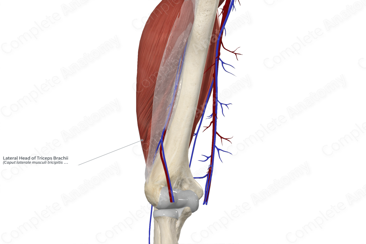 Lateral Head of Triceps Brachii 