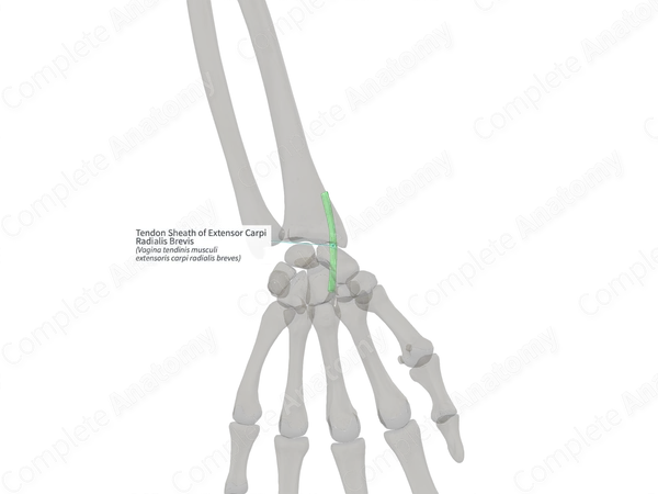 Tendon Sheath of Extensor Carpi Radialis Brevis (Right)