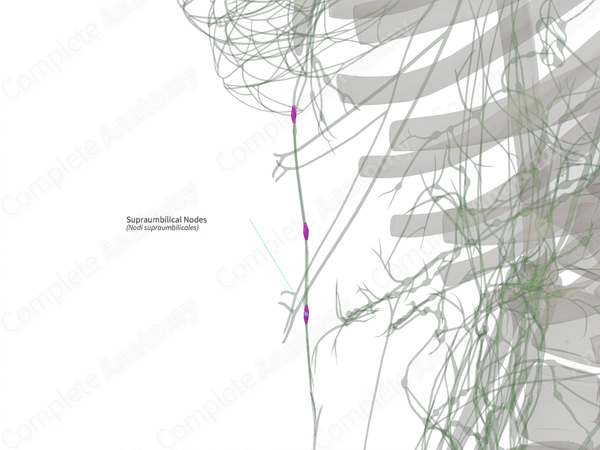 Supraumbilical Nodes (Left)