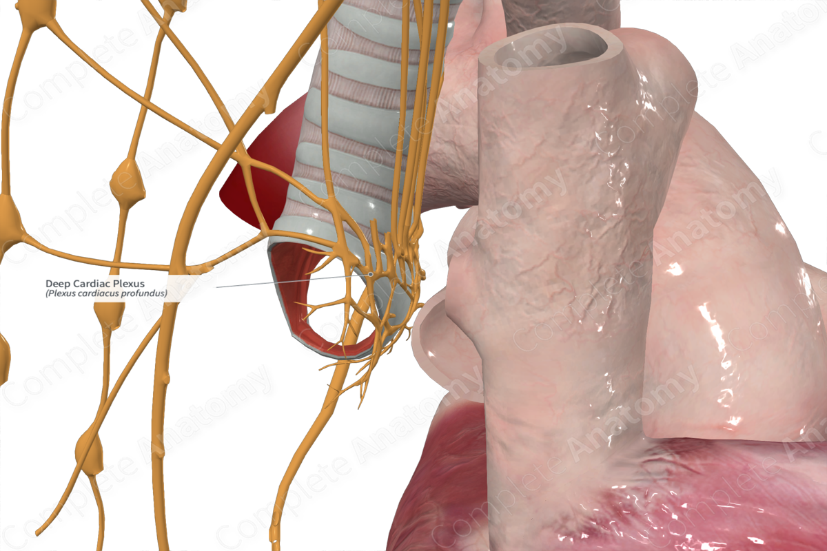 Deep Cardiac Plexus