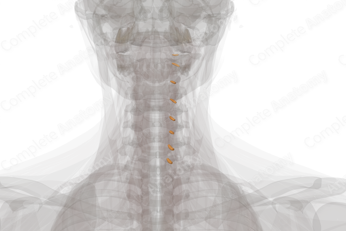 Spinal Ganglia of Cervical Nerves (Left)