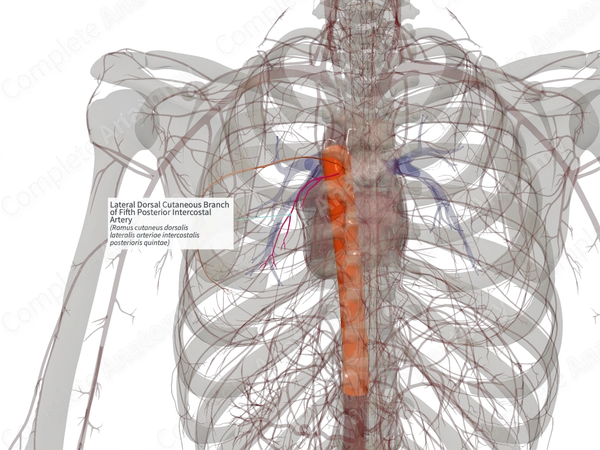 Lateral Dorsal Cutaneous Branch of Fifth Posterior Intercostal Artery (Right)