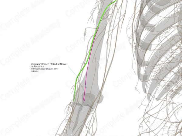Muscular Branch of Radial Nerve to Anconeus (Right)