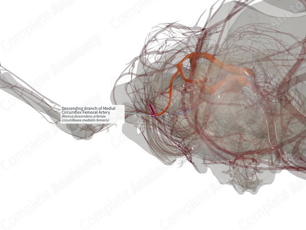 Descending Branch of Medial Circumflex Femoral Artery (Right)