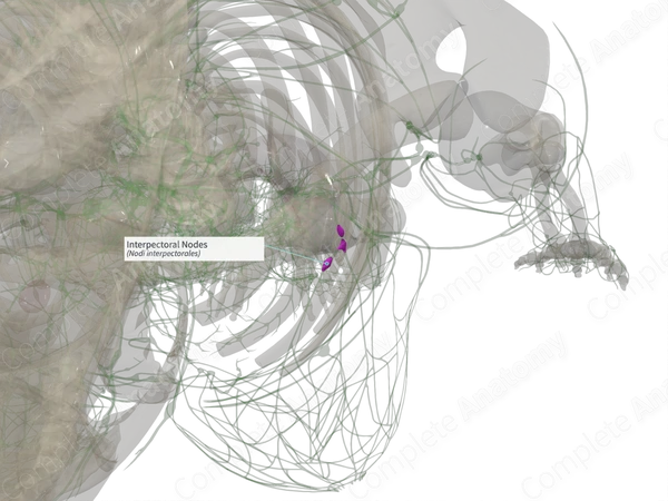 Interpectoral Nodes (Left)