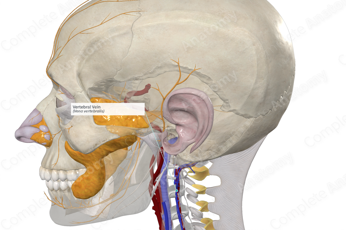 Vertebral Vein | Complete Anatomy