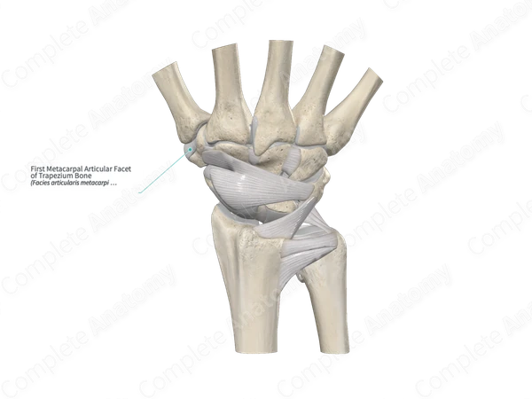 First Metacarpal Articular Facet of Trapezium Bone