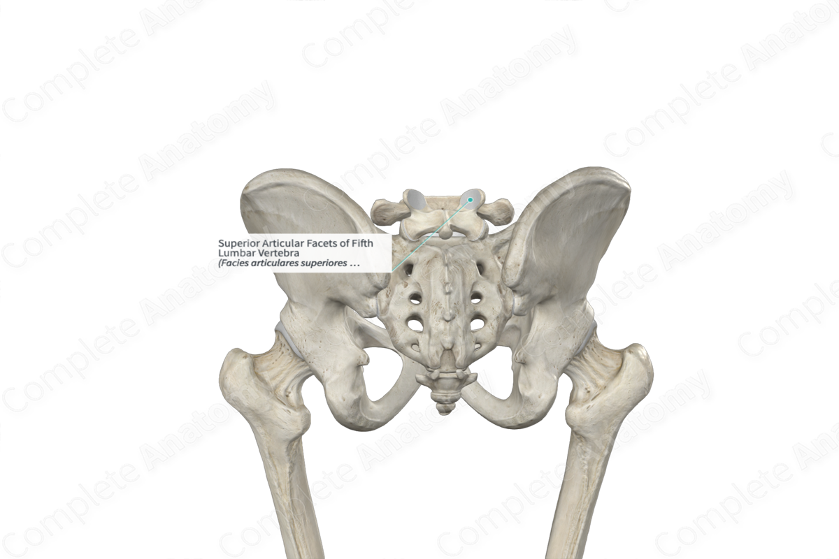 Superior Articular Facets of Fifth Lumbar Vertebra