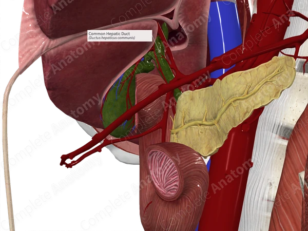 Common Hepatic Duct
