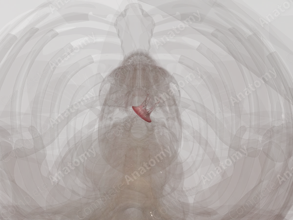 Left Atrioventricular Valve
