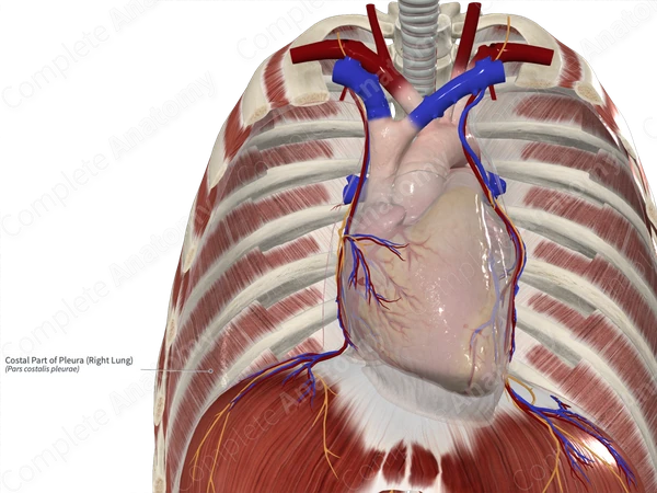 Costal Part of Pleura (Right Lung)
