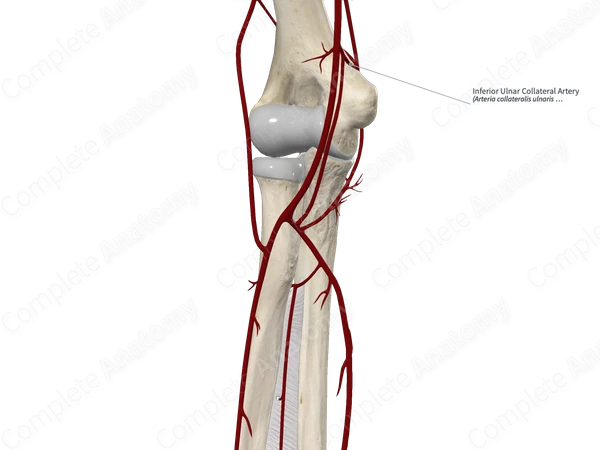 Inferior Ulnar Collateral Artery