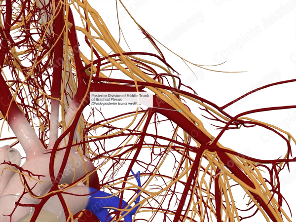 Posterior Division of Middle Trunk of Brachial Plexus 