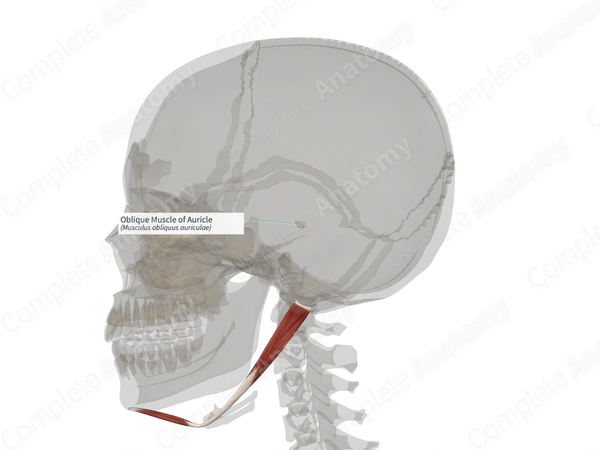 Oblique Muscle of Auricle (Left)
