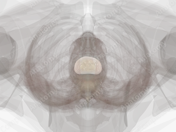 Intervertebral Disc (L2-L3)