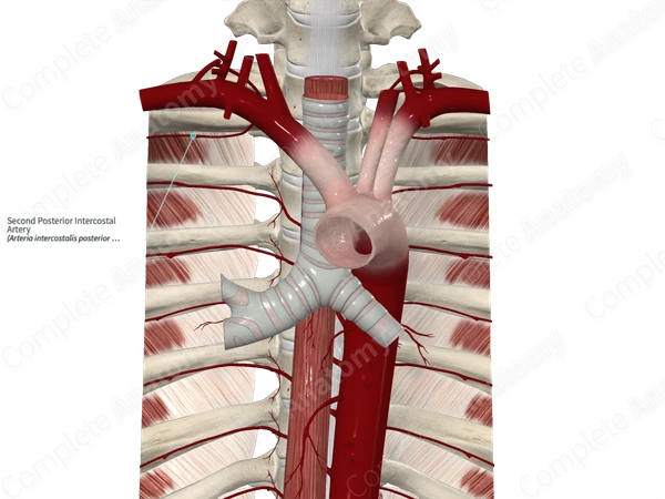 Second Posterior Intercostal Artery
