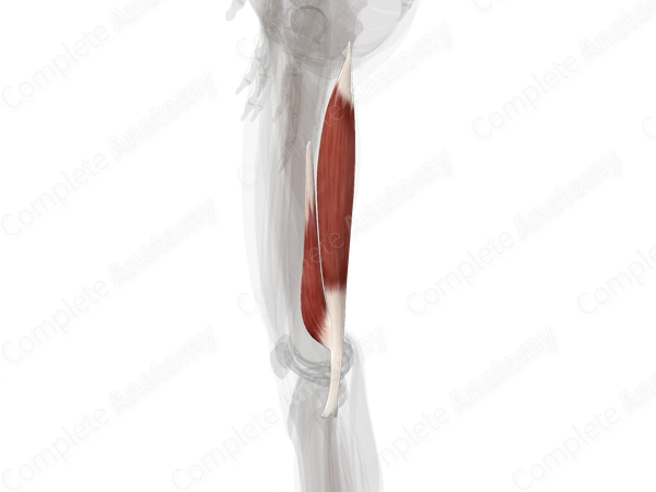Biceps Femoris Muscle (Left)