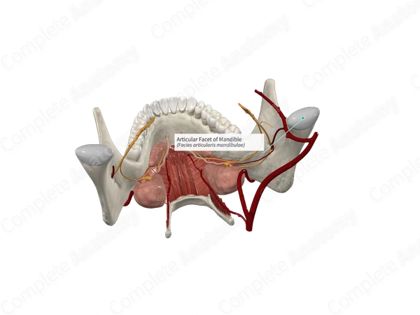 Articular Facet of Mandible