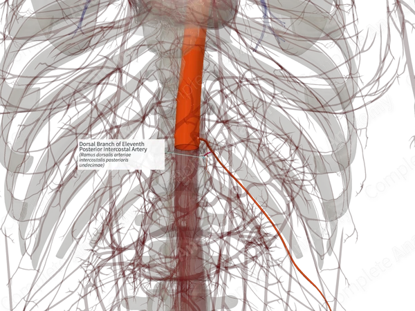 Dorsal Branch of Eleventh Posterior Intercostal Artery (Left)