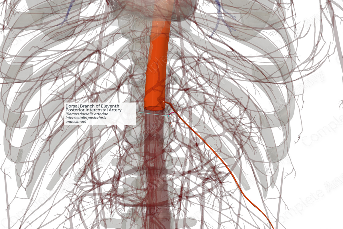 Dorsal Branch of Eleventh Posterior Intercostal Artery (Left)