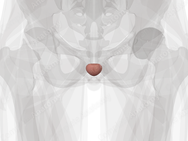 Prostate