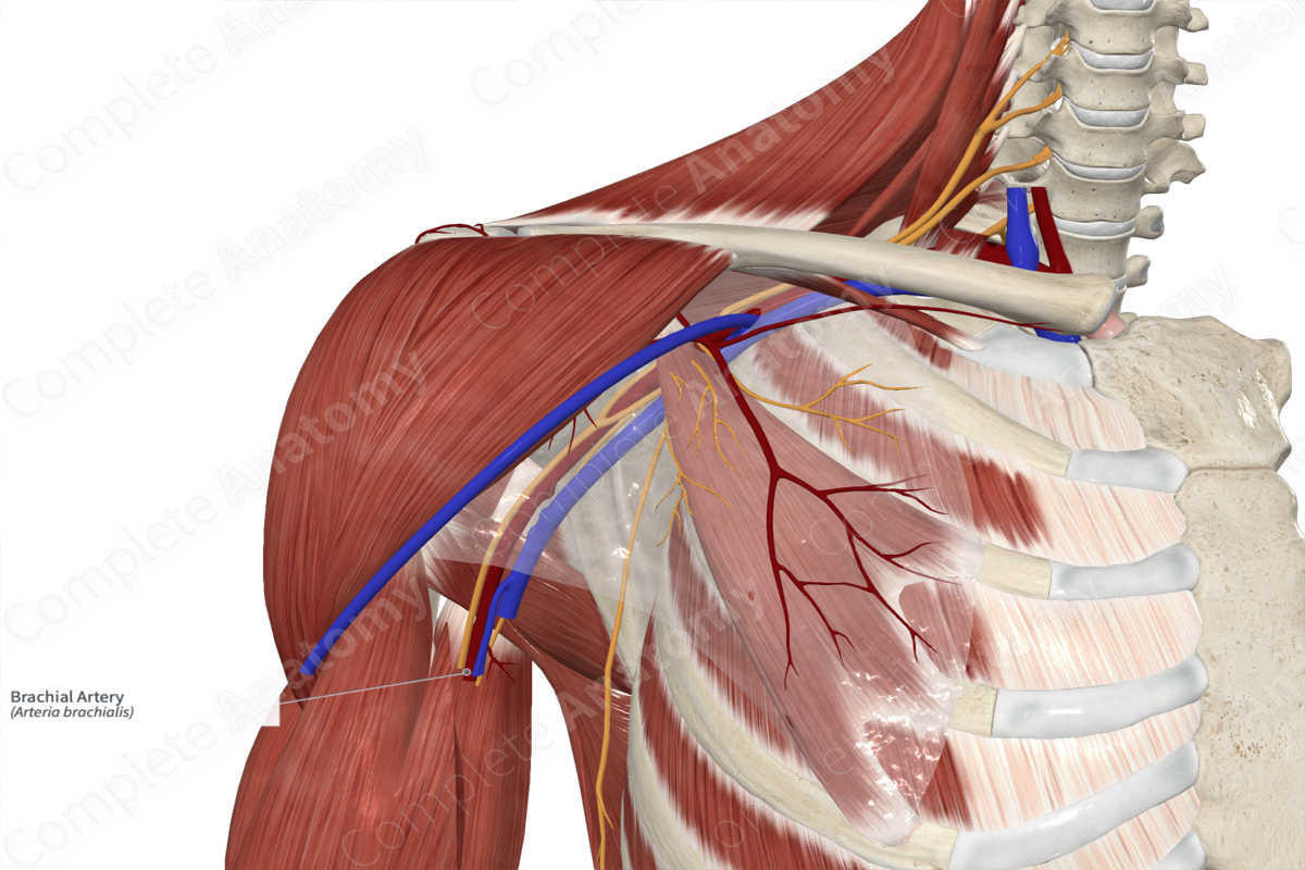 Brachial Artery 