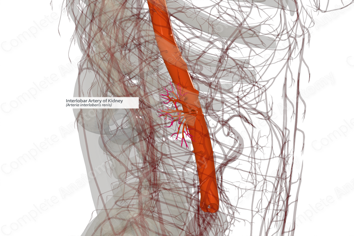 Interlobar Artery of Kidney (Right)