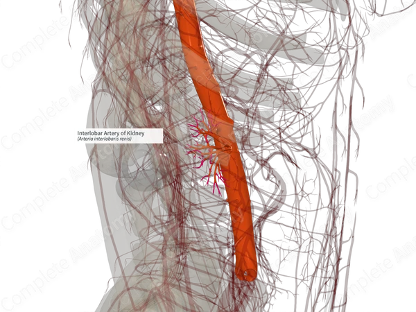 Interlobar Artery of Kidney (Right) Complete Anatomy
