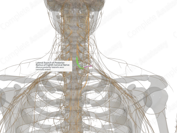 Lateral Branch of Posterior Ramus of Eighth Cervical Nerve (Left)