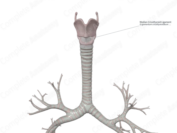 Median Cricothyroid Ligament