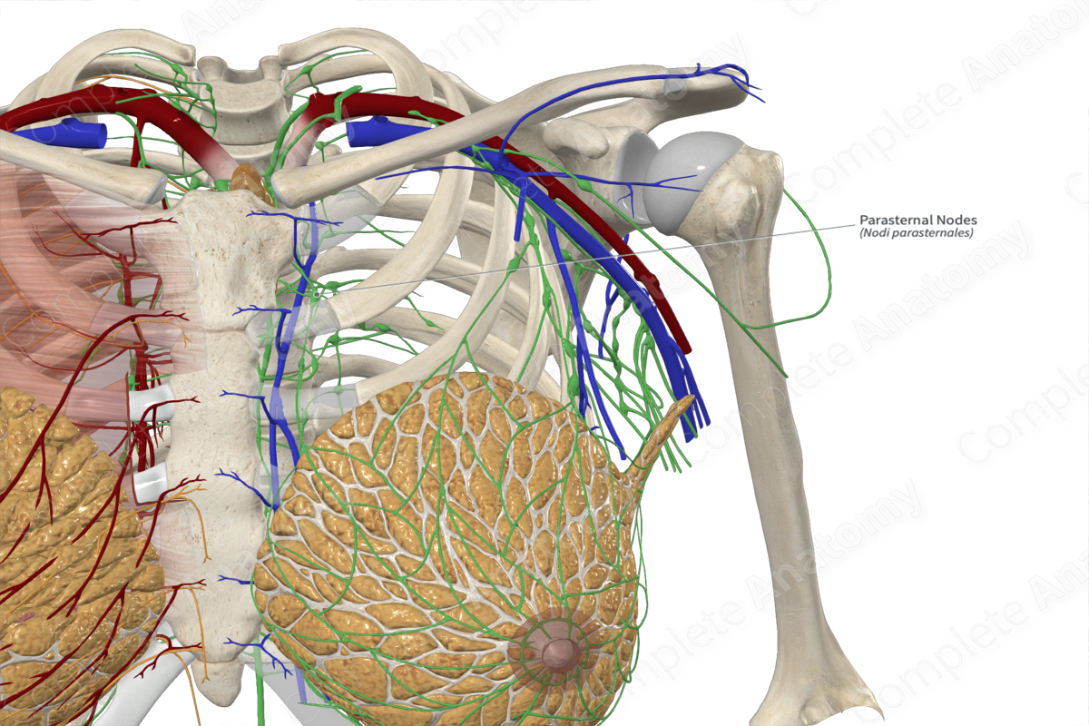 Parasternal Nodes 